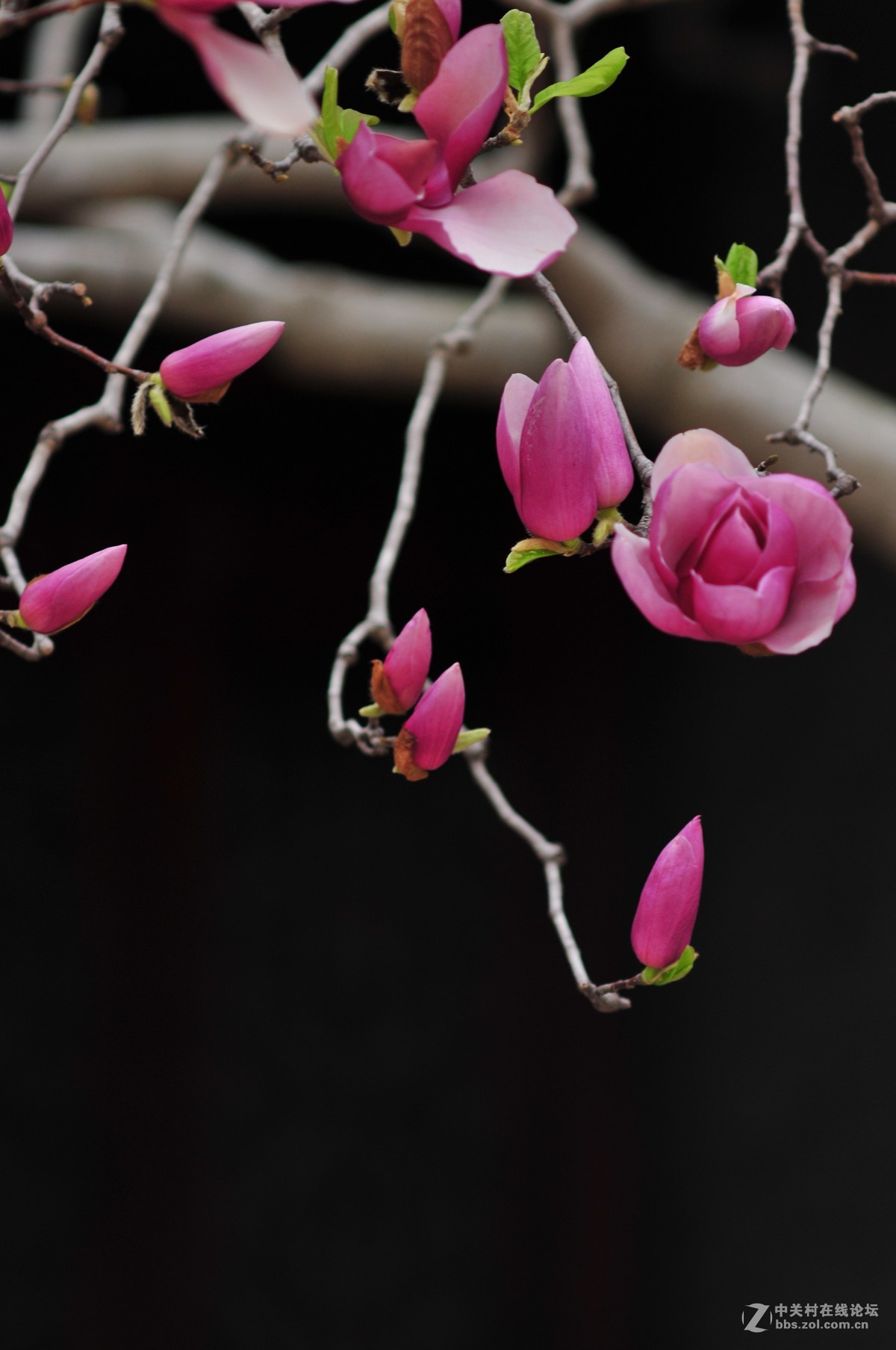 百年玉堂花正浓