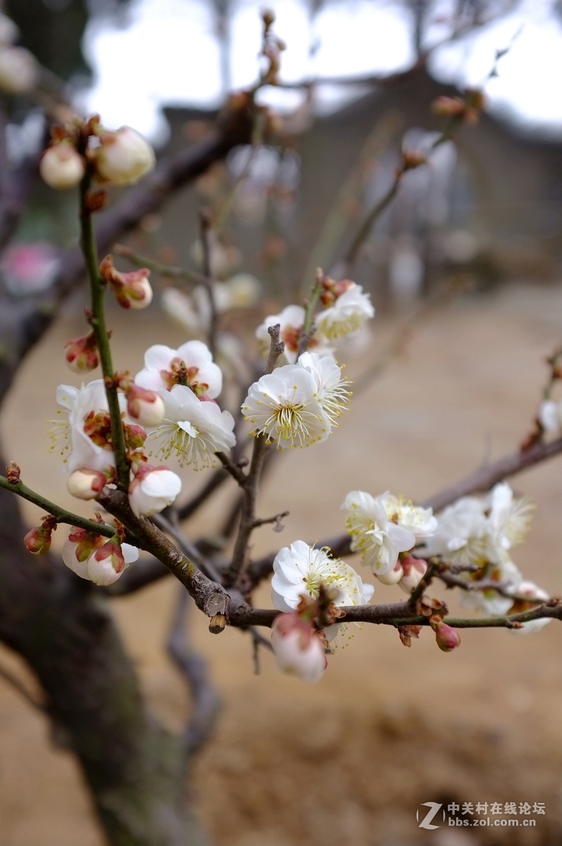 劳动公园新品种树剪梅