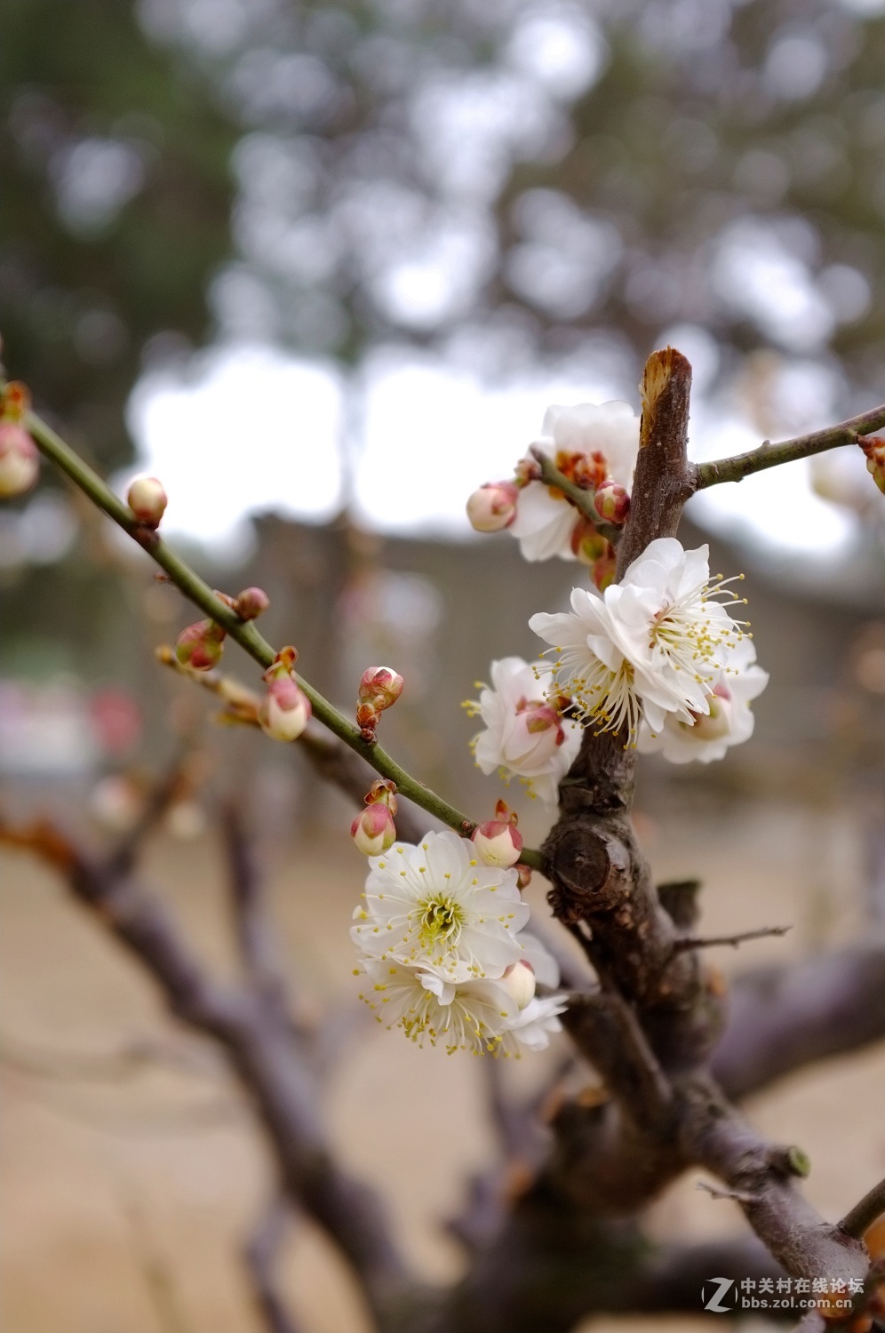 劳动公园新品种树剪梅