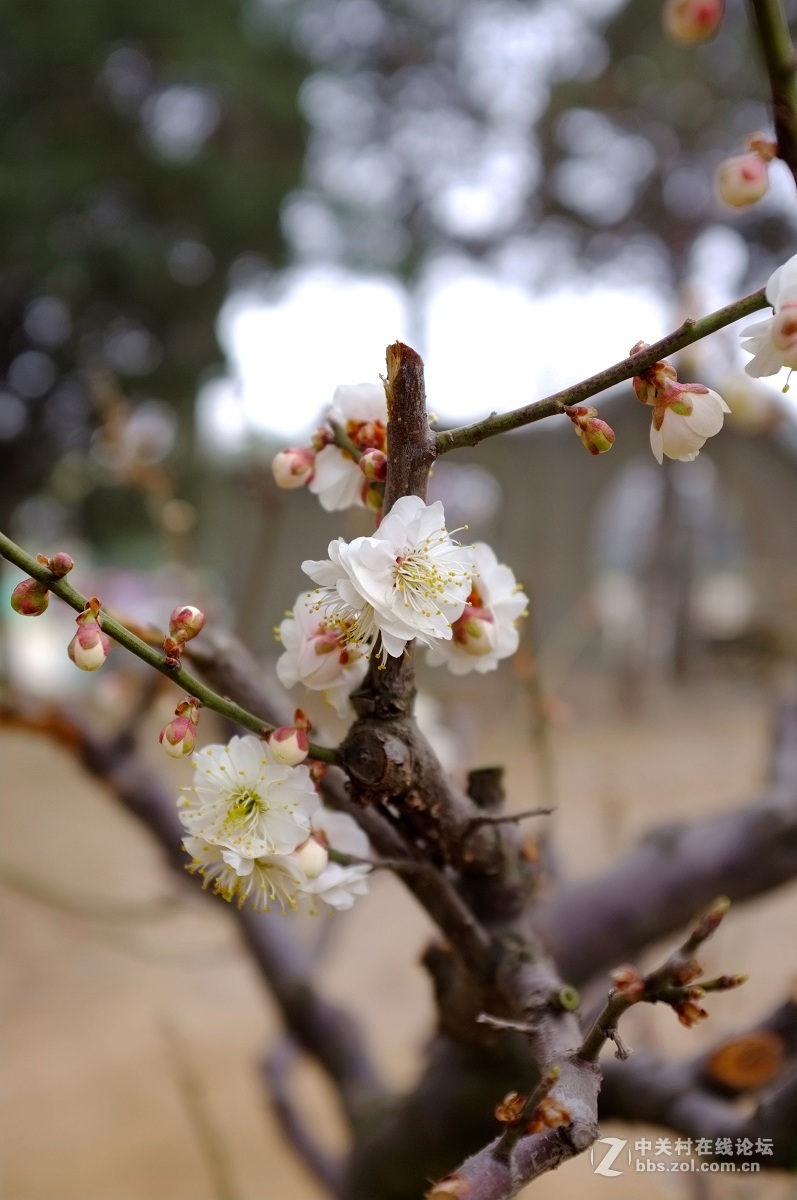 劳动公园新品种树剪梅