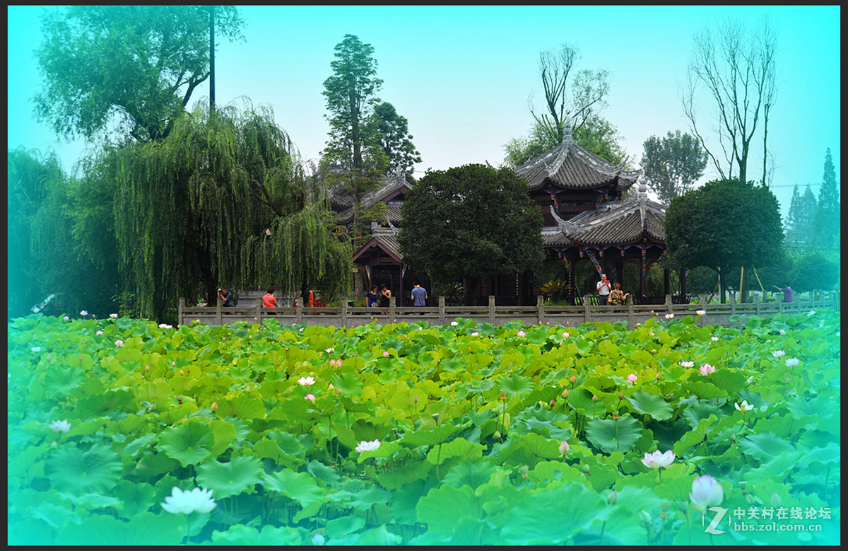荷塘小景