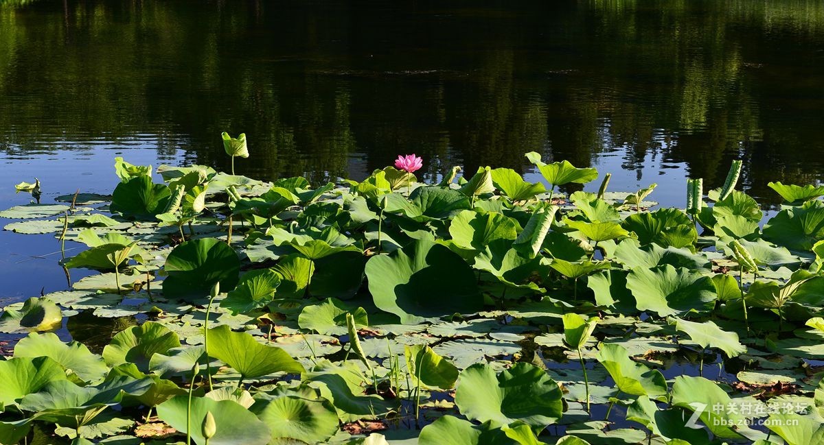 北京玉渊潭公园晨景（1）