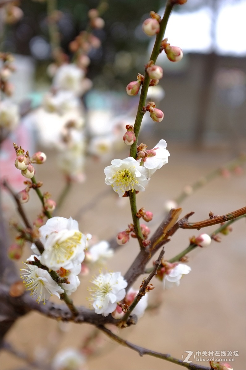 劳动公园新品种树剪梅