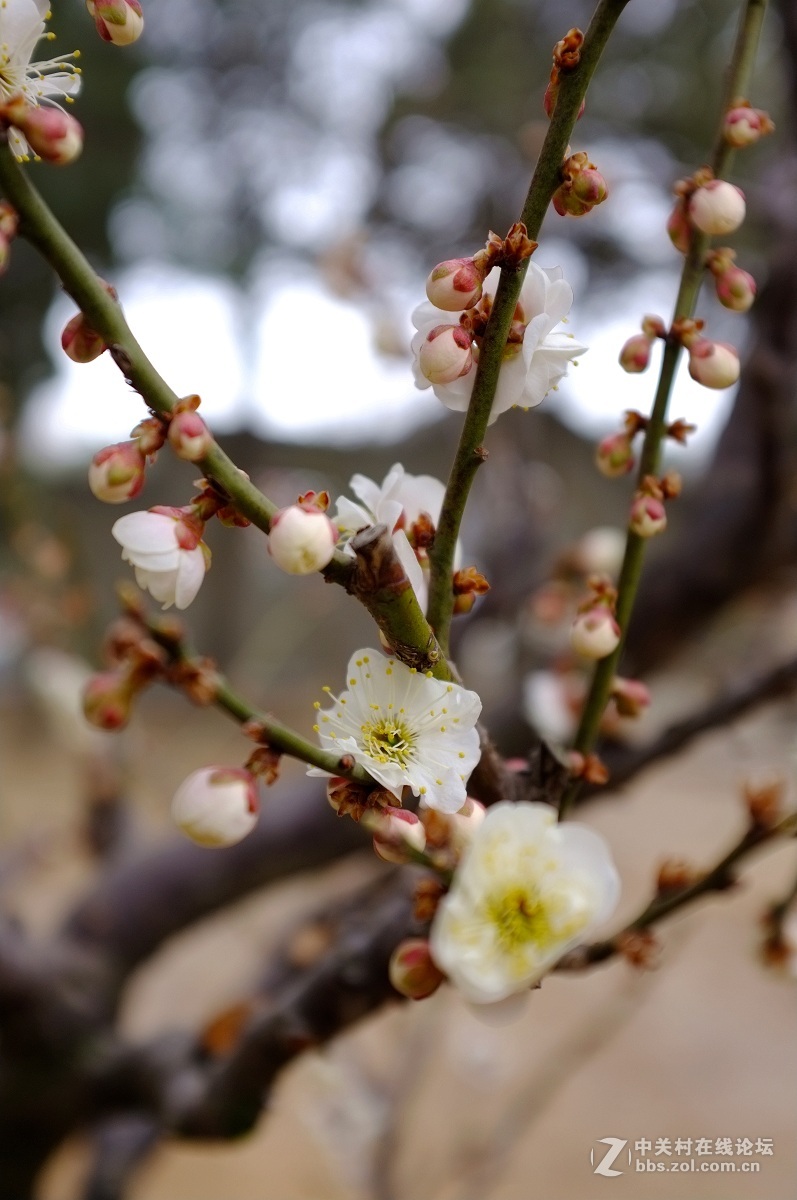 劳动公园新品种树剪梅