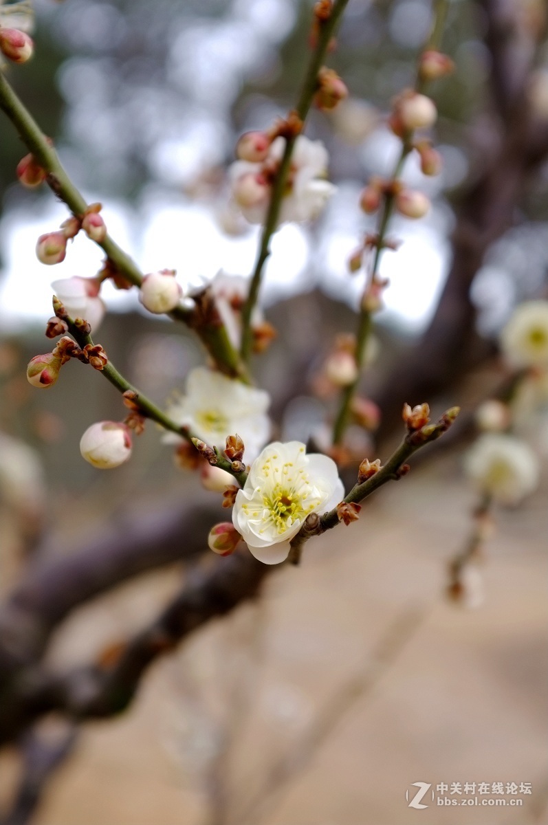 劳动公园新品种树剪梅