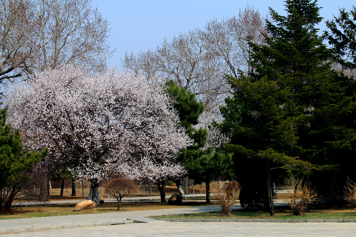 习作-春游 （请假）