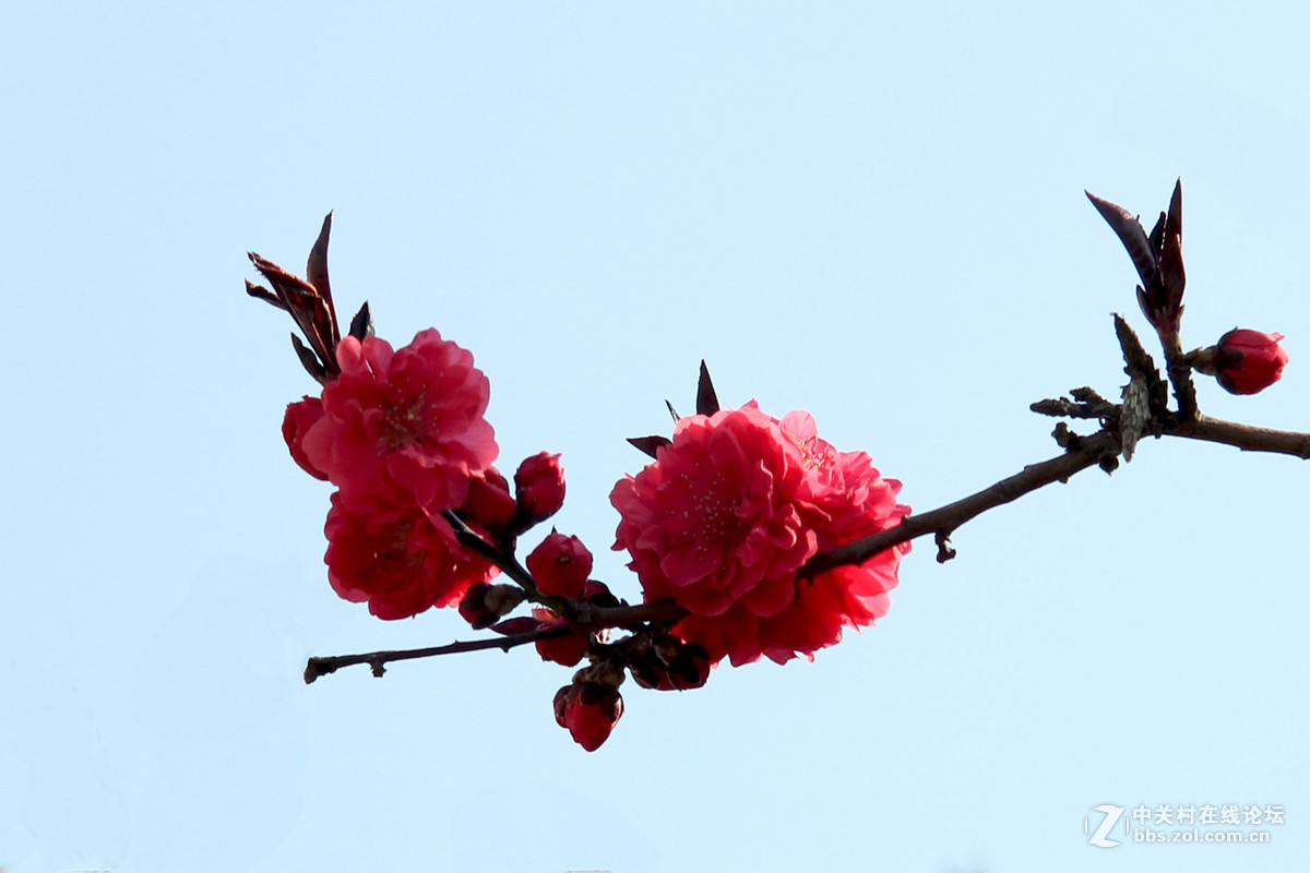 携一组鲜花向围城版主报到，祝家乡星空(中国)红火兴旺