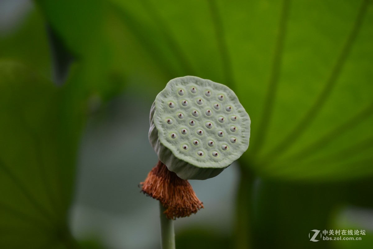随拍荷花