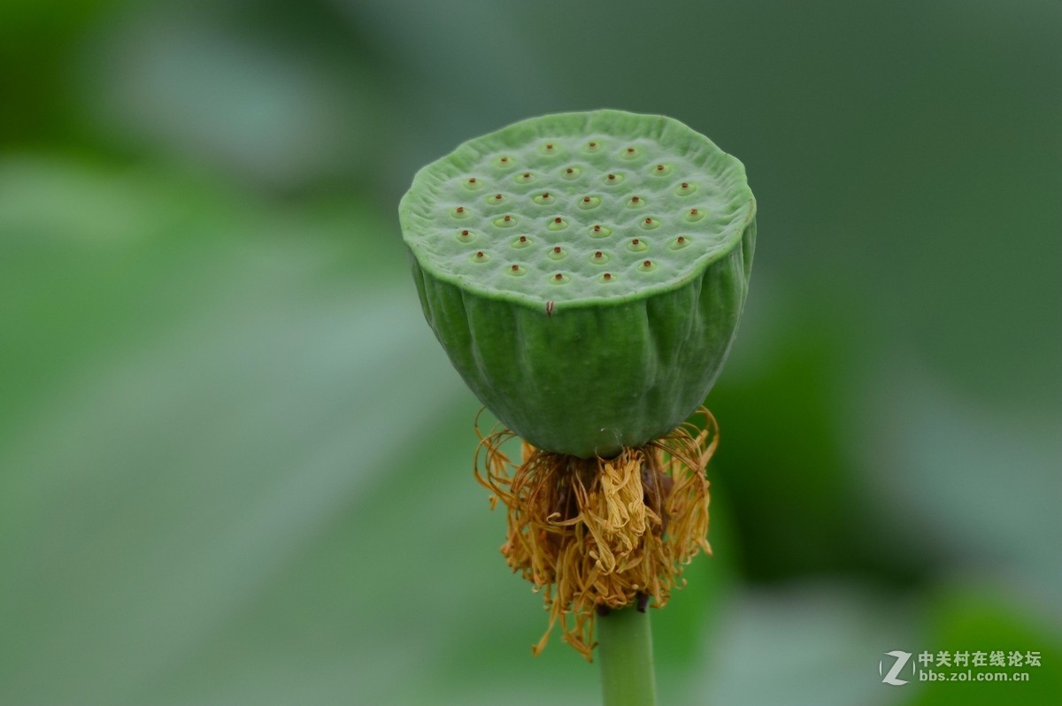 随拍荷花