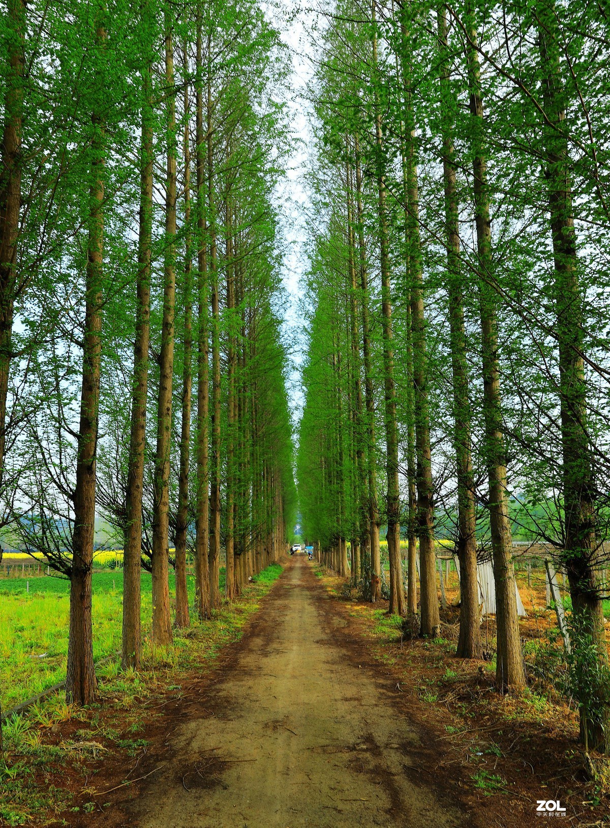 峡口镇沿途随拍风景油菜花