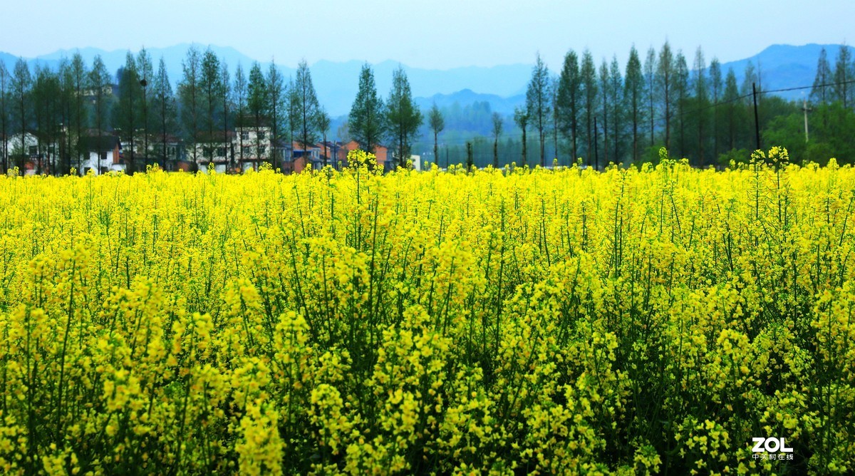 峡口镇沿途随拍风景油菜花