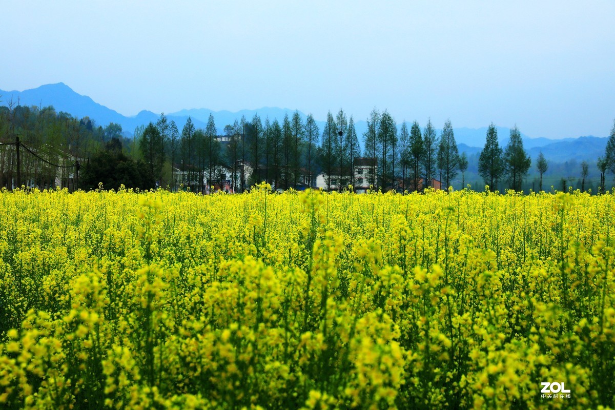 峡口镇沿途随拍风景油菜花