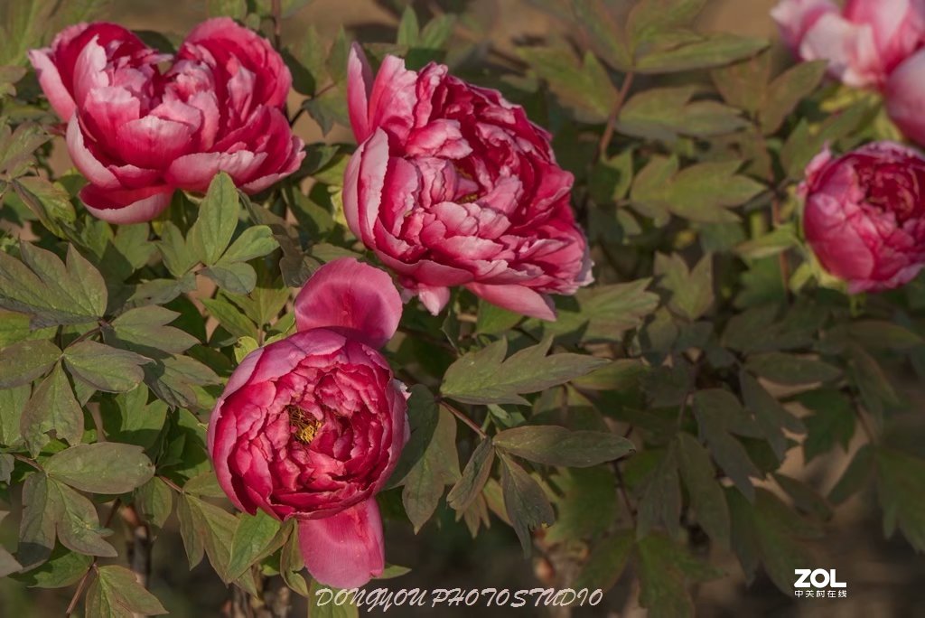 索尼 ILCE-7RM2 拍牡丹-雍容华贵