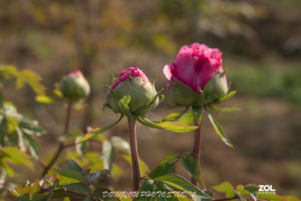 索尼 ILCE-7RM2 拍牡丹-雍容华贵