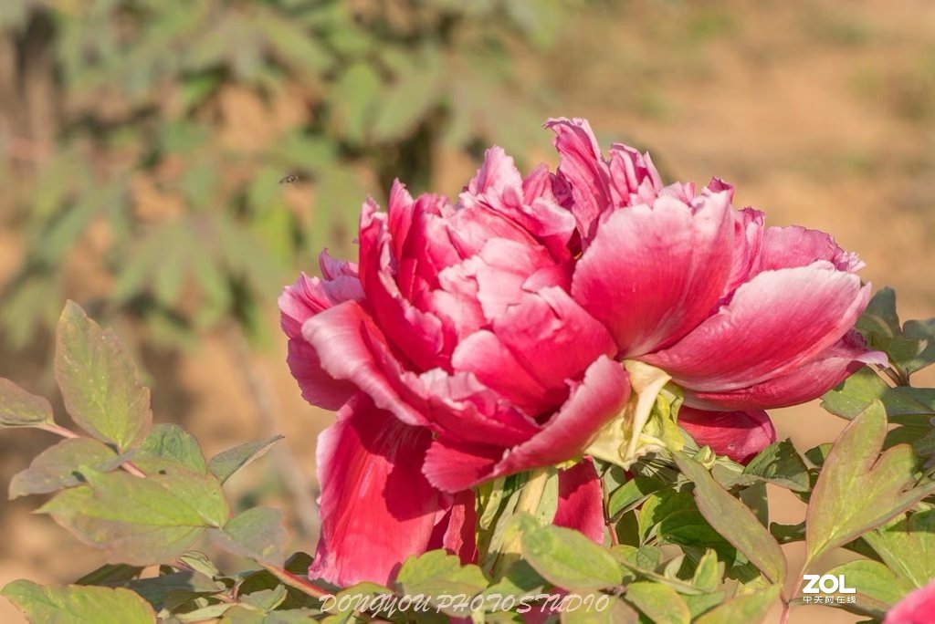 索尼 ILCE-7RM2 拍牡丹-雍容华贵