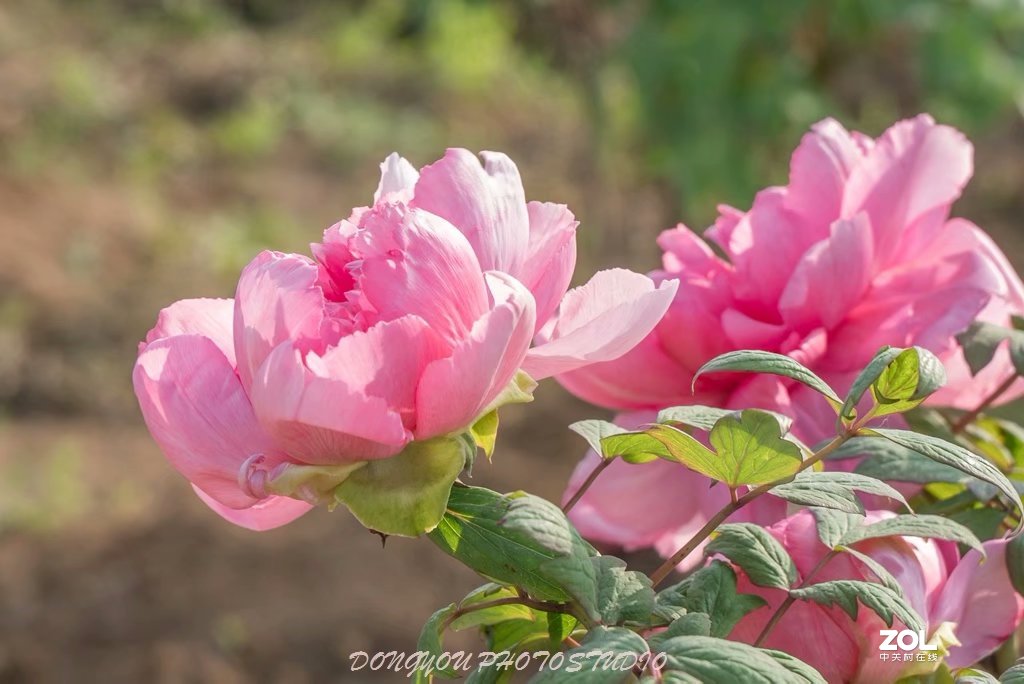 索尼 ILCE-7RM2 拍牡丹-雍容华贵