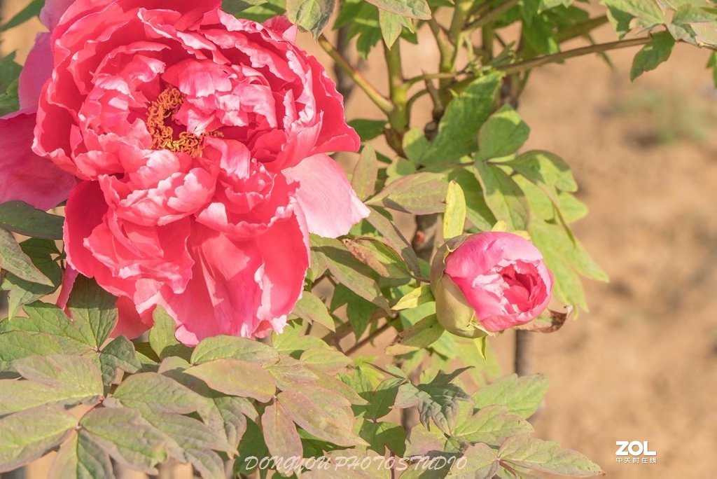 索尼 ILCE-7RM2 拍牡丹-雍容华贵