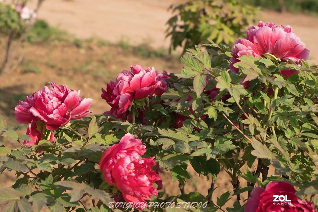 索尼 ILCE-7RM2 拍牡丹-雍容华贵