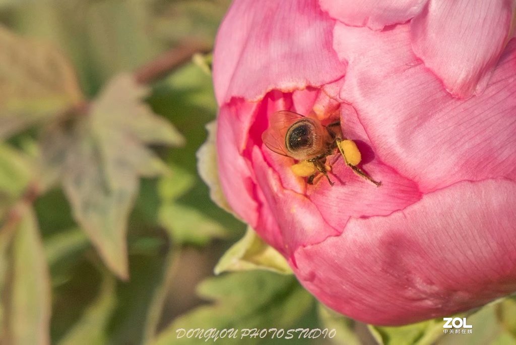 索尼 ILCE-7RM2 拍牡丹-雍容华贵