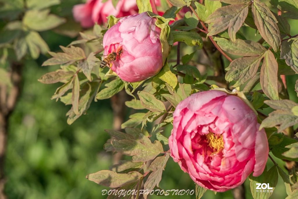 索尼 ILCE-7RM2 拍牡丹-雍容华贵