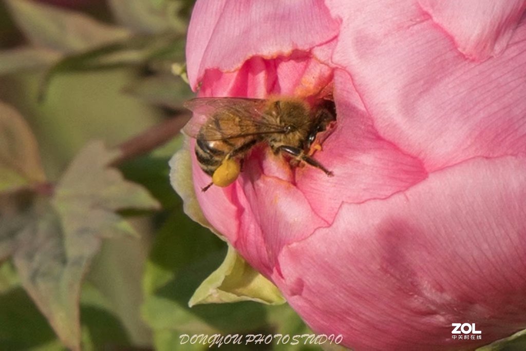 索尼 ILCE-7RM2 拍牡丹-雍容华贵