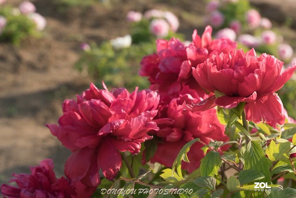 索尼 ILCE-7RM2 拍牡丹-雍容华贵