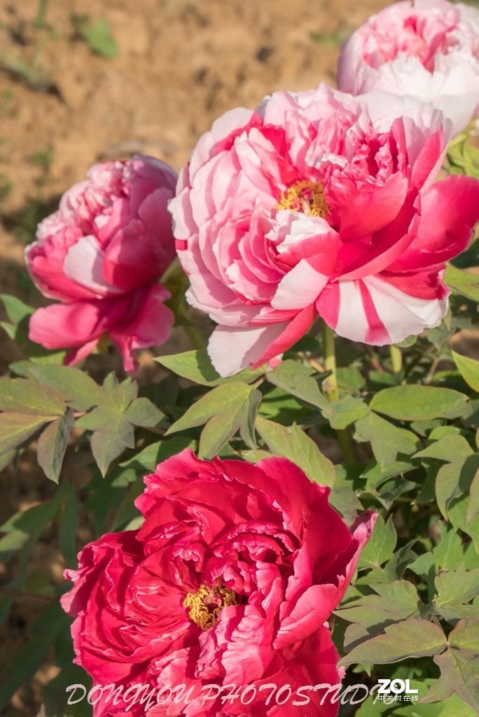 索尼 ILCE-7RM2 拍牡丹-雍容华贵