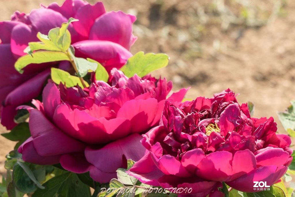 索尼 ILCE-7RM2 拍牡丹-雍容华贵