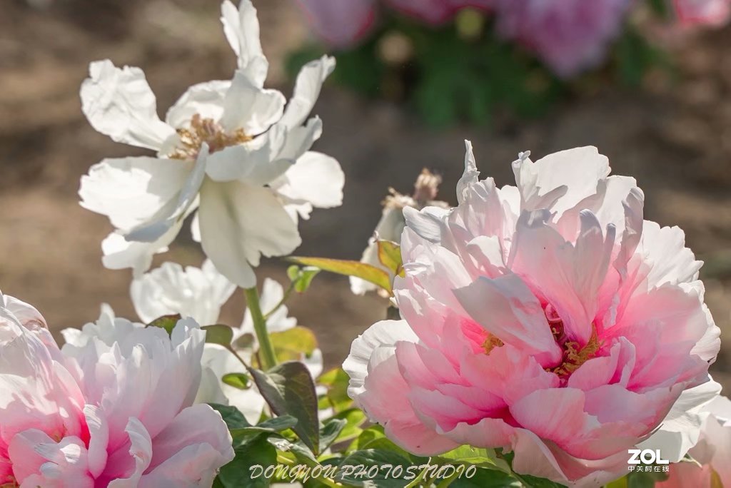 索尼 ILCE-7RM2 拍牡丹-雍容华贵