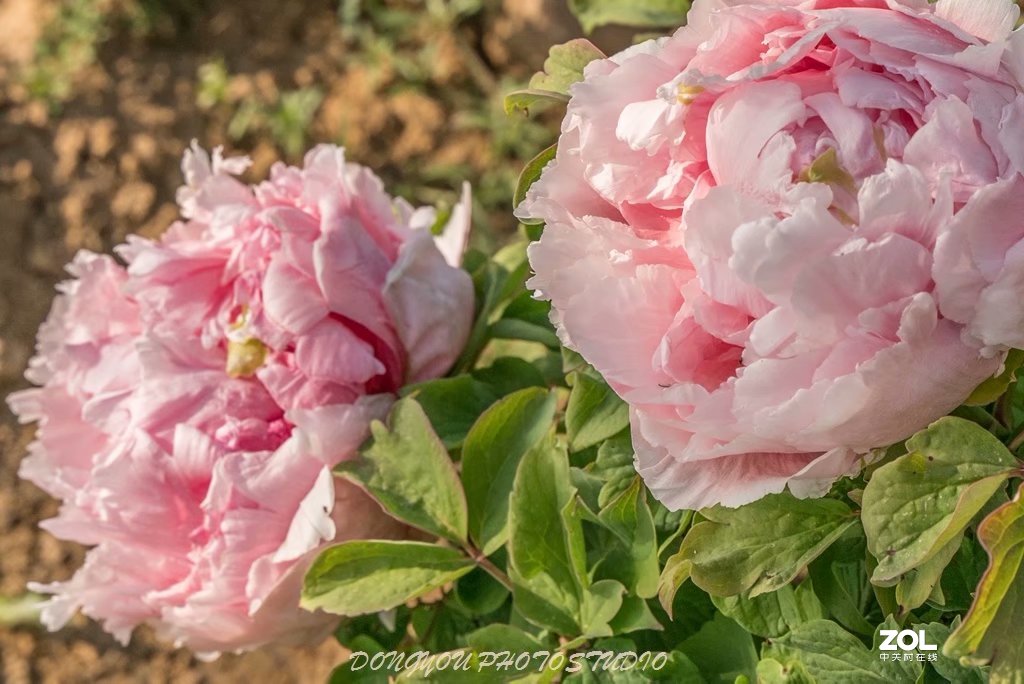 索尼 ILCE-7RM2 拍牡丹-雍容华贵