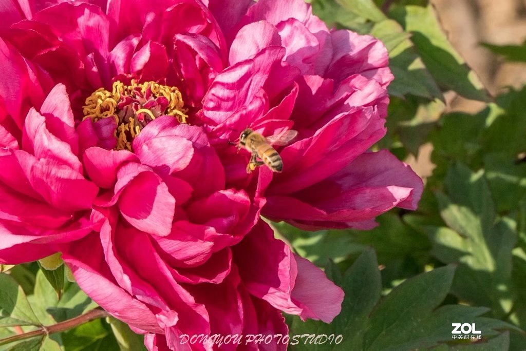 索尼 ILCE-7RM2 拍牡丹-雍容华贵