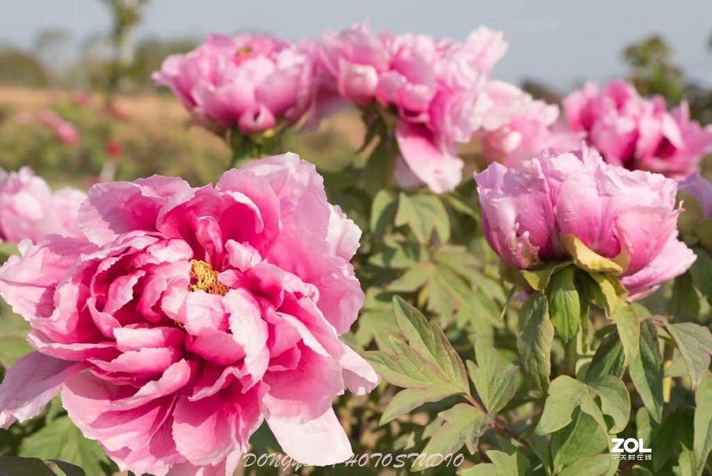 索尼 ILCE-7RM2 拍牡丹-雍容华贵