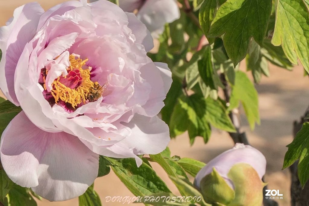 索尼 ILCE-7RM2 拍牡丹-雍容华贵