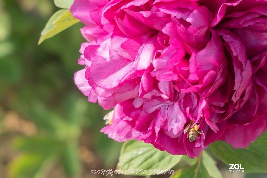 索尼 ILCE-7RM2 拍牡丹-雍容华贵