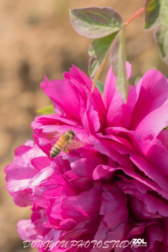 索尼 ILCE-7RM2 拍牡丹-雍容华贵