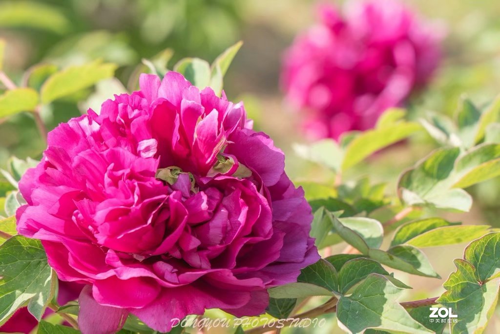 索尼 ILCE-7RM2 拍牡丹-雍容华贵