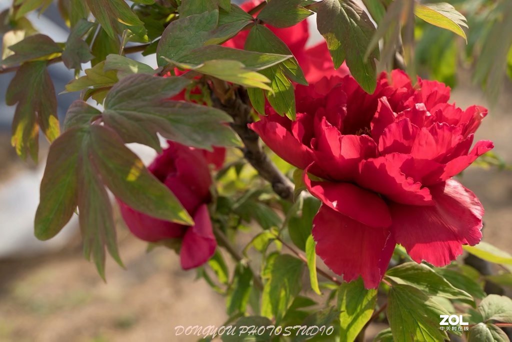 索尼 ILCE-7RM2 拍牡丹-雍容华贵