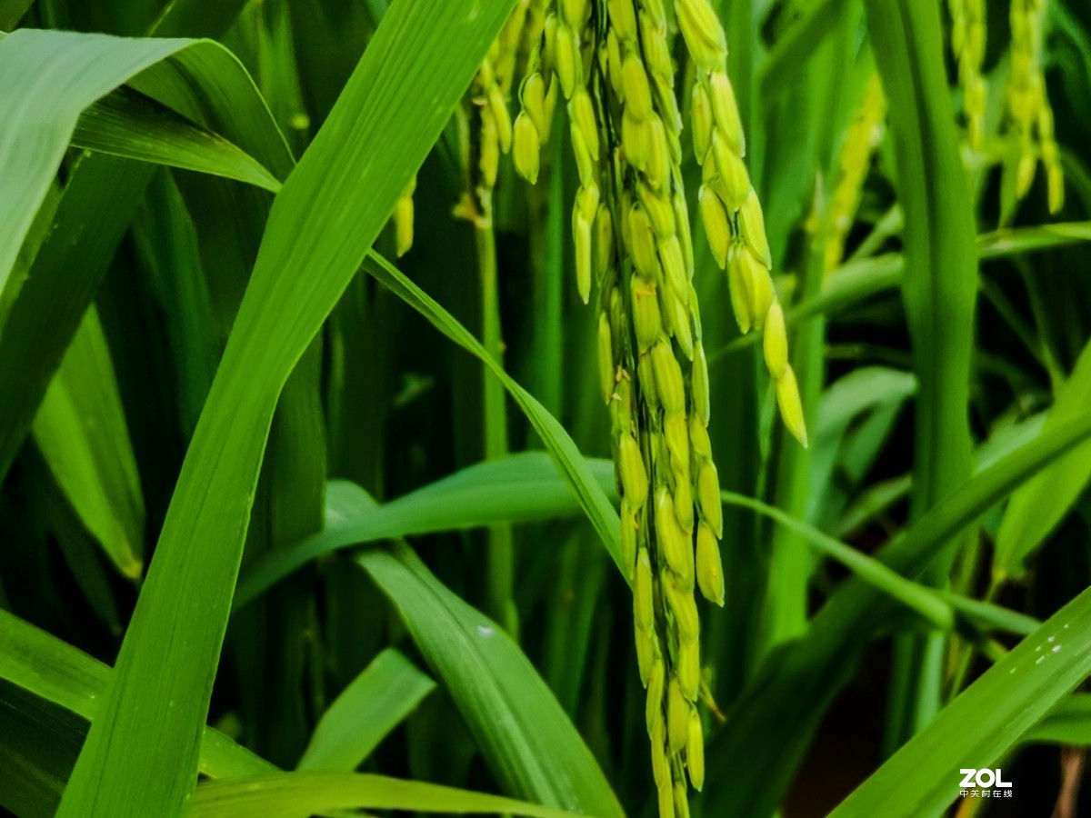 喜看稻菽千重浪