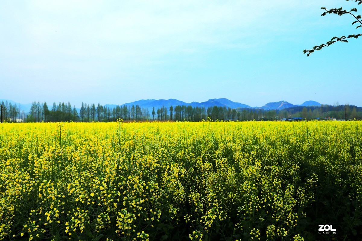 峡口镇沿途随拍风景油菜花