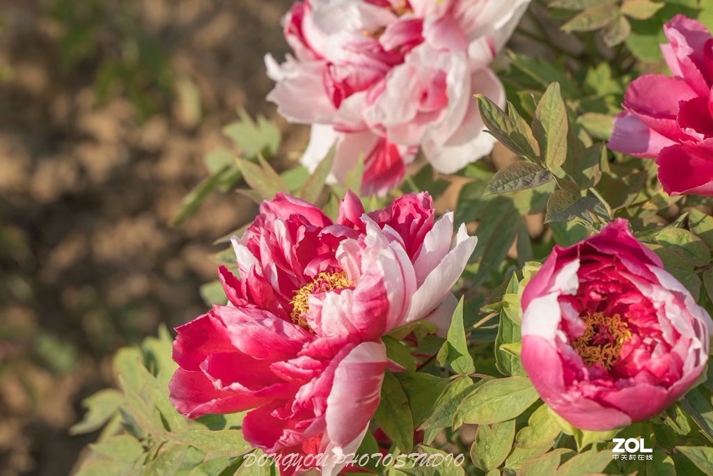 索尼 ILCE-7RM2 拍牡丹-雍容华贵