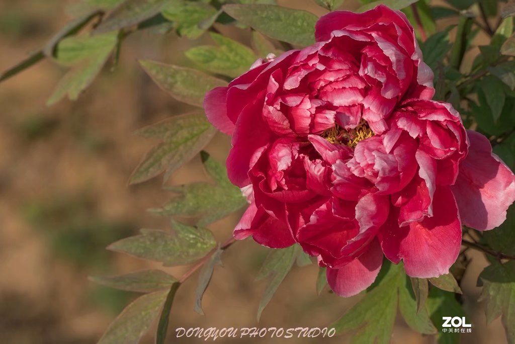 索尼 ILCE-7RM2 拍牡丹-雍容华贵