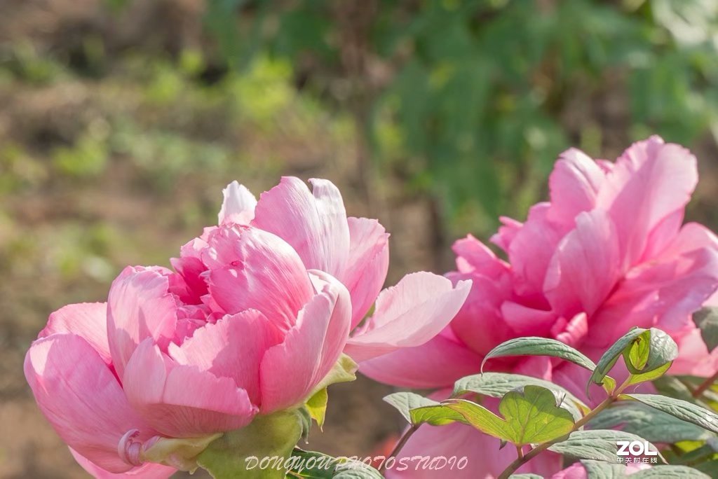 索尼 ILCE-7RM2 拍牡丹-雍容华贵