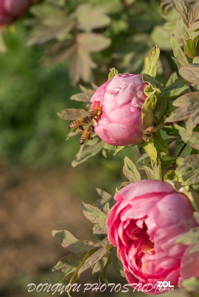 索尼 ILCE-7RM2 拍牡丹-雍容华贵