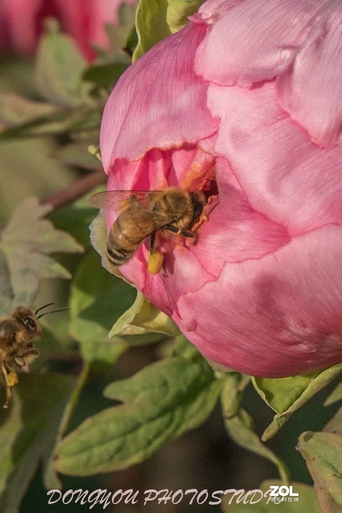 索尼 ILCE-7RM2 拍牡丹-雍容华贵