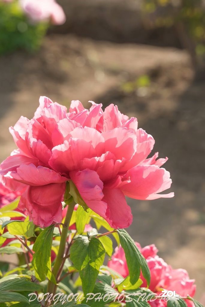 索尼 ILCE-7RM2 拍牡丹-雍容华贵