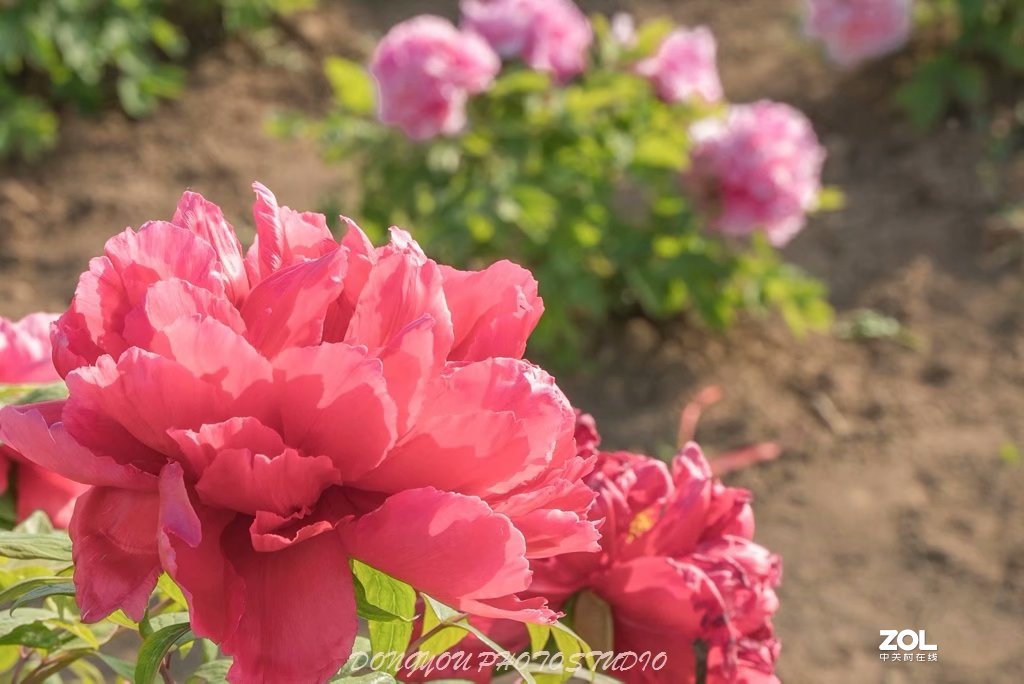 索尼 ILCE-7RM2 拍牡丹-雍容华贵