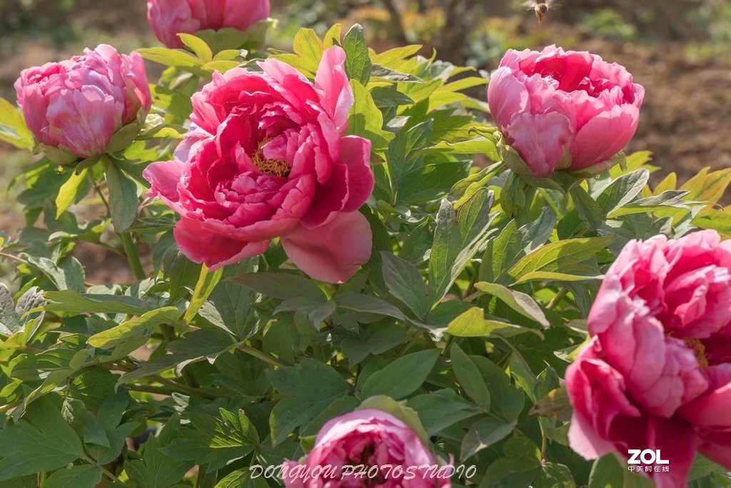 索尼 ILCE-7RM2 拍牡丹-雍容华贵