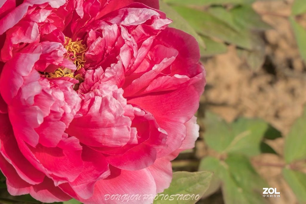 索尼 ILCE-7RM2 拍牡丹-雍容华贵