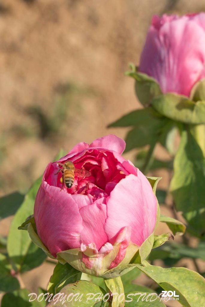 索尼 ILCE-7RM2 拍牡丹-雍容华贵