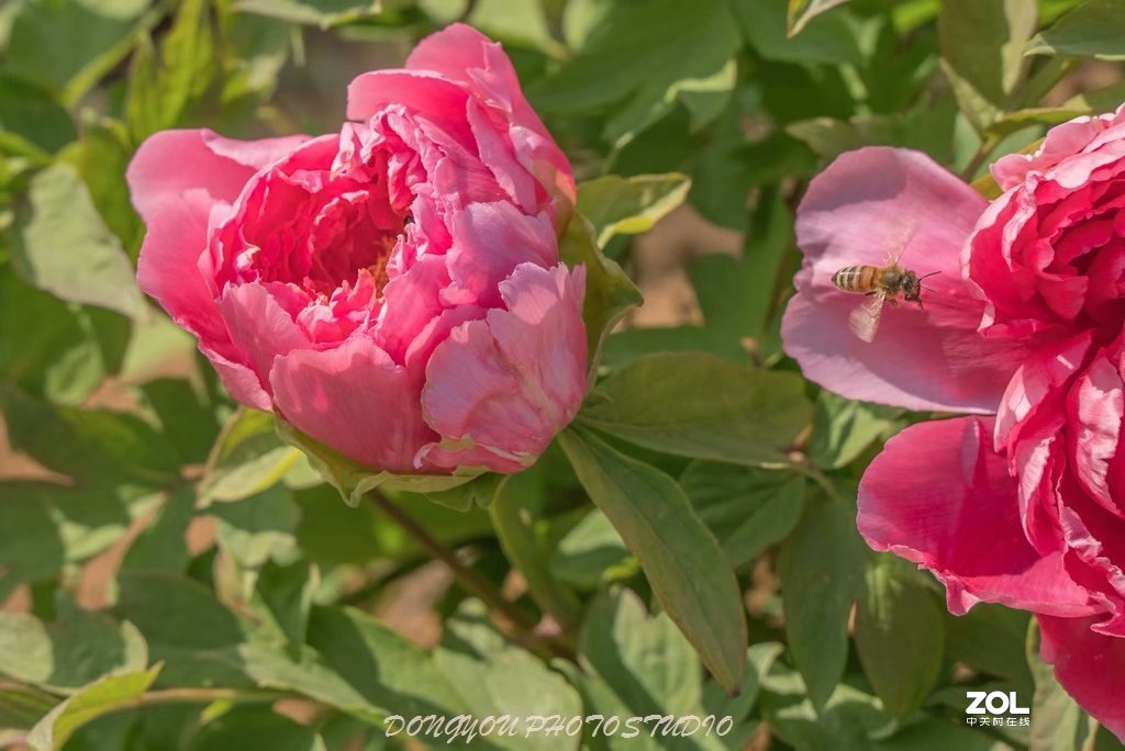 索尼 ILCE-7RM2 拍牡丹-雍容华贵